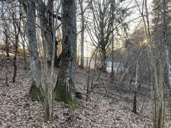 Tammiku alune maapind on tiheda lehevaibaga kaetud