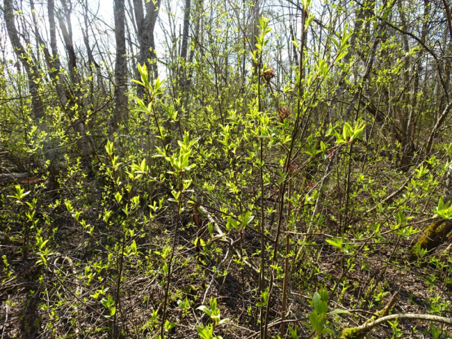 Toomingad rohetasid raagus metsas