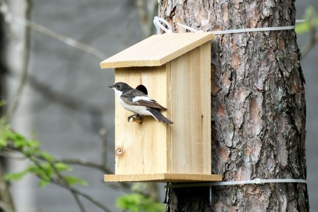 Must-kärbsenäpp