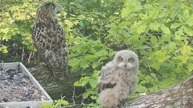 Kakupoeg enne väljalendu pesaaluselt
