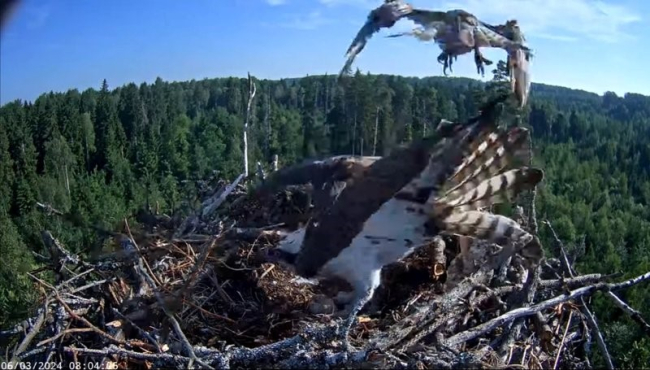 Rünnakud emaslind Iirise pesale jätkuvad