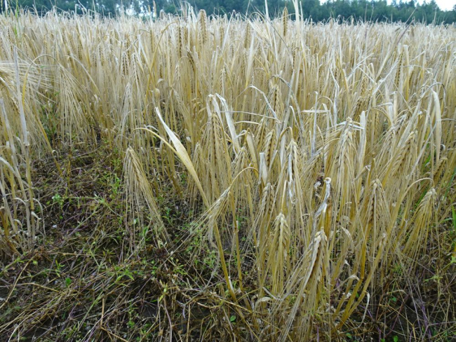 Täisküps oder ootab kombaini põllule