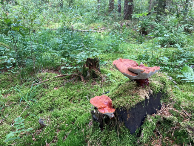 Punast reishi’t peetakse kõige väärtuslikemaks ja hinnalisemaks, sest teda on kõige enam uuritud