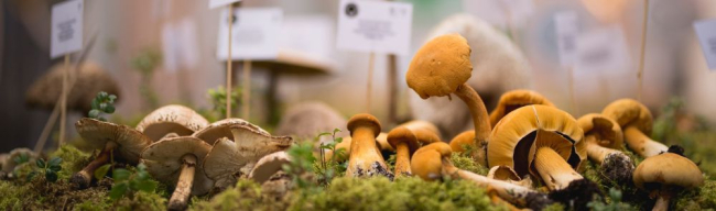 12.–22. septembril toimub Eesti Loodusmuuseumi traditsiooniline, arvult juba 62. seenenäitus.