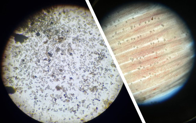 Ebapärlikarbi vette paisatud pihtvastsed enne ja pärast forelli lõpustele kinnitumist. Suurus ligikaudu 0,08 mm
