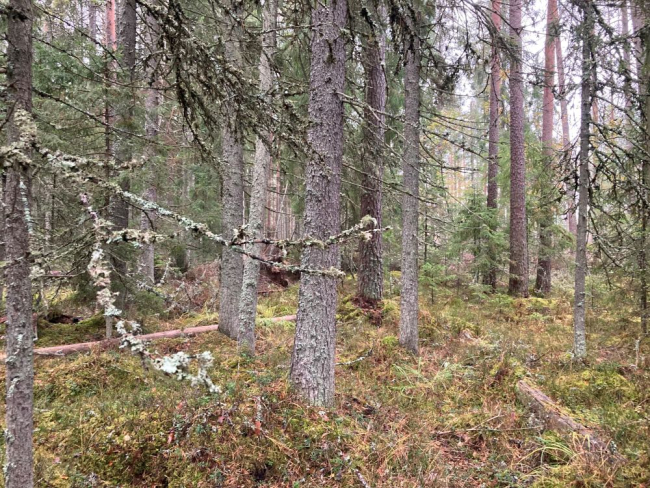 Sellise metsas võib paljas hammassammal kasvada