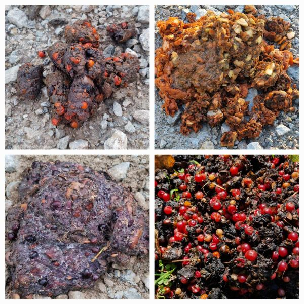 Mööda metsateid kolades võime märgata sügisesel ajal suuri kakahunnikuid ja tundub sedamoodi, et ka karudele meeldib värviline sügis. Karudele on sügis parimaks nuumaajaks. Kõik mis vähegi kõlbab süüa, läheb loosi.  