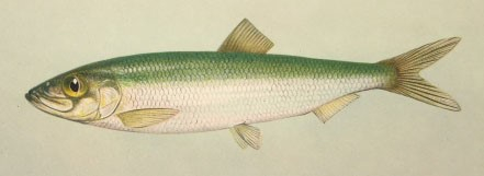 Räim