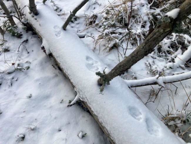 Metsnugise jäljerida