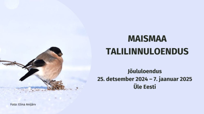 Pühade ajal algab talilinnuloenduse teine periood