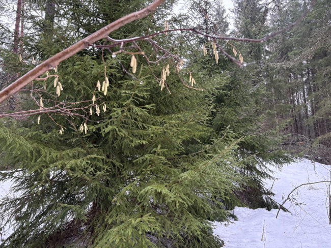 Saarapuu urvad hakkavad metsas silma