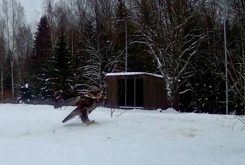 Kaljukotkas