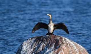 Kormoran ehk karbas