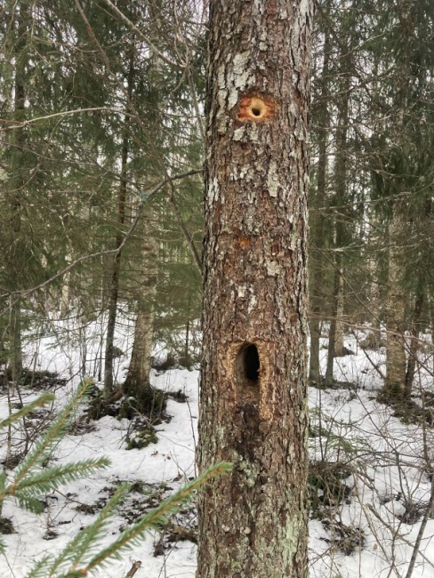 Musträhni tegutsemise jäljed