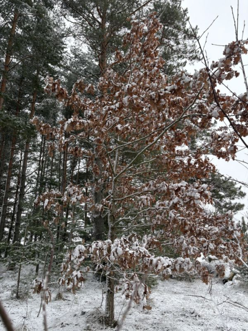 Lehes tamm täna hommikul