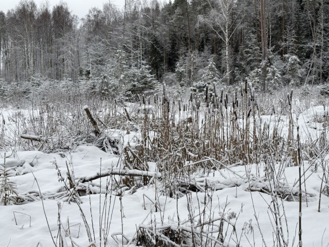 Kogu Eestis levinud laialehisele hundinuiale kasvab meil vähemal määral ka ahtalehist sugulast