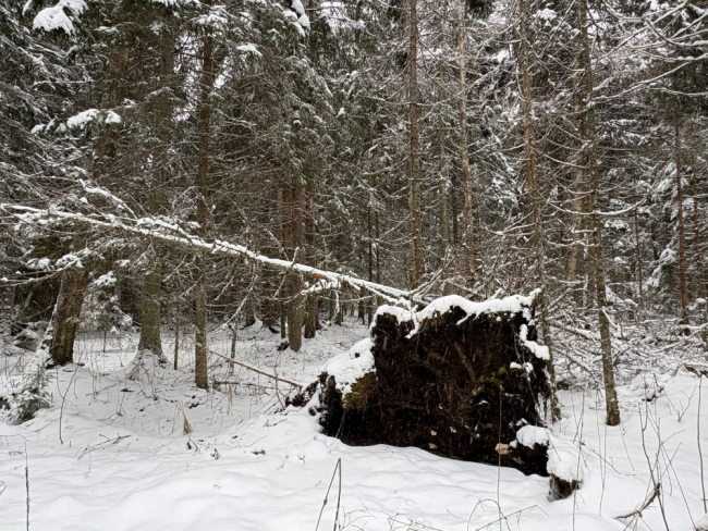 Puu juurekettal näete juurepessu