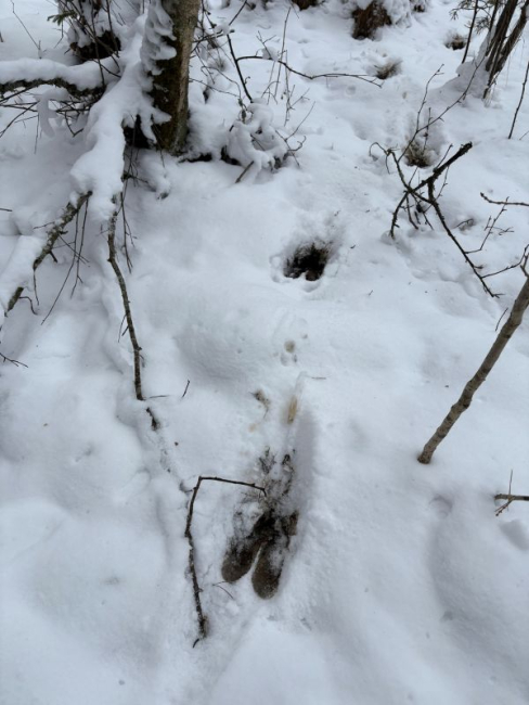 Põdra jäljerida