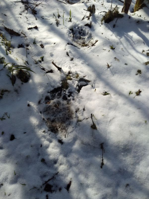 Karujäljed pööripäeva järgsel sulaval lumel