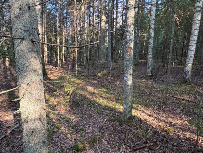 Põdrakahjustus kuusel