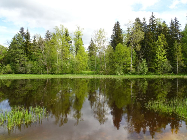 Jõgeva mõisapark Pedja jõe saarel