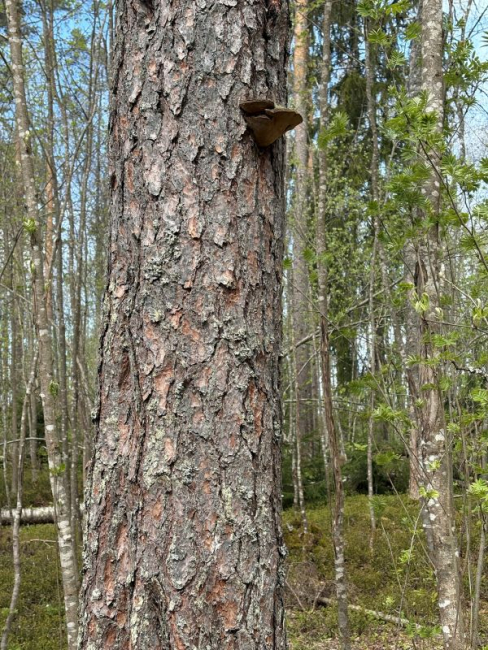 Männitaelikud