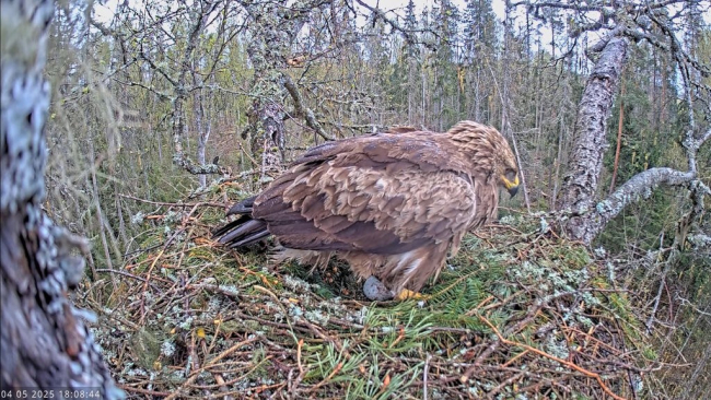 Veidi peale kella kuut õhtul näitas emaslind äsja munetud muna