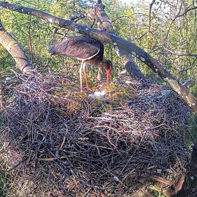 Emaslind Kerli ja koorunud kurepoeg