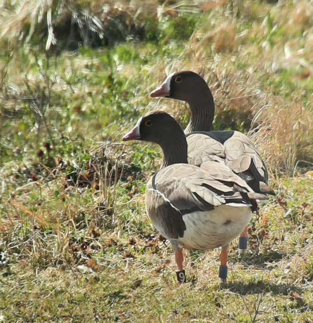 Väike-laukhaned