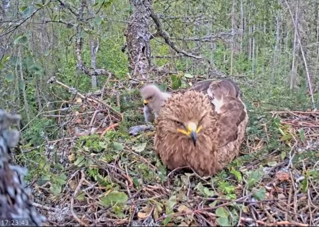Väike- konnakotkastel on pesas ainult vanem kotkapoeg