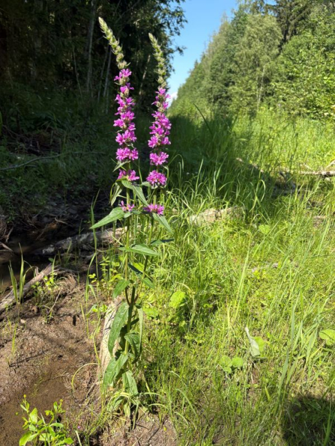 Kukesabad õitsevad