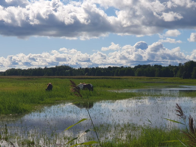 Kuna vesi on kõrge, on rannaluht osalt vee all ja hobustele selline soolakas rohi väga maitseb.