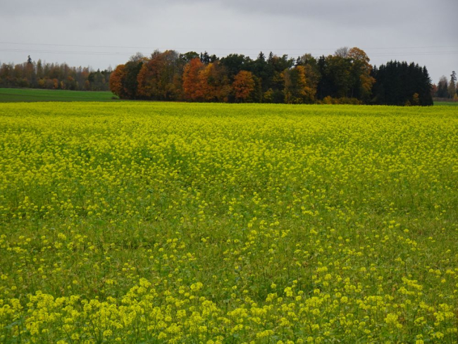 Kollendav valge sinepi põld