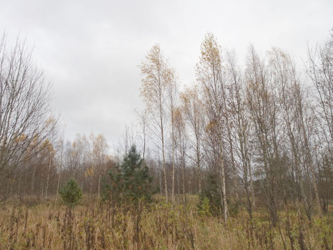 Enamik lehtpuid on raagus