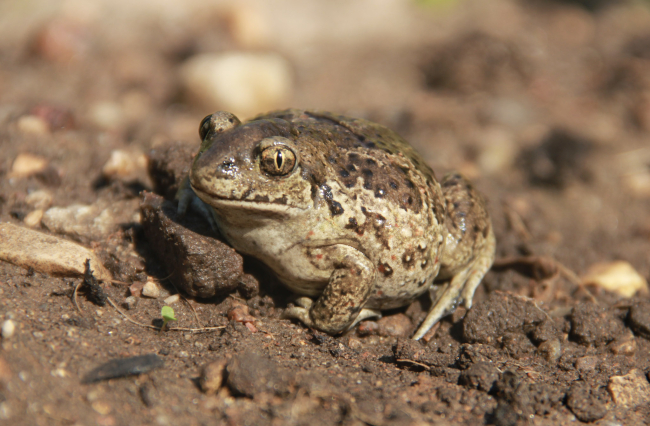 Mudakonn. Foto: Margit Turb