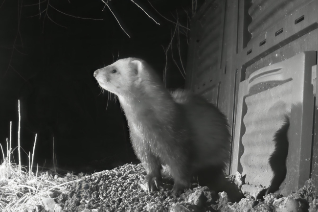 Tuhkur kompostri juures