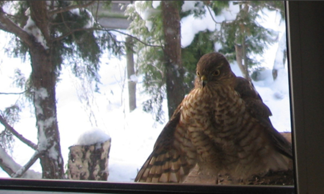 Aknatagune külaline.