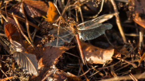 Pildistatud täna Hiiumaal, Kassaris Pildistatud täna Hiiumaal, Kassaris