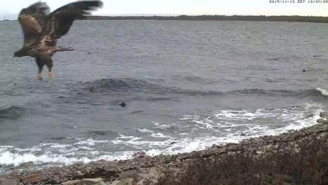 Nagu pildilt näha teeb oma jahiharjutusi päris noor merikotkas Nagu pildilt näha teeb oma jahiharjutusi päris noor merikotkas