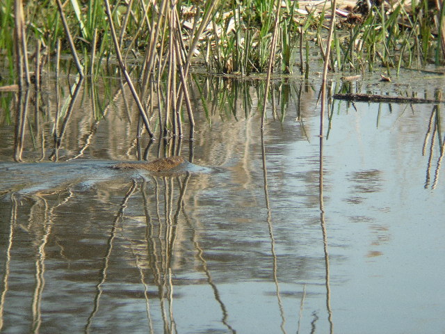 File:Water Vole (Arvicola terrestris) - geograph.org.uk - 71951.jpg