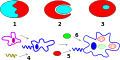 Eukarya endosymbiosis.svg