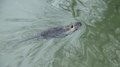 File:A coypu or nutria in a canal in Milan.webm