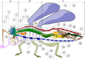 Robal.png
