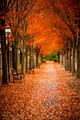 Autumn Path (128904889).jpeg