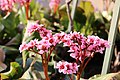 Flowers on Potsdam street 10 (April, 2018).jpg