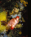 Halocynthia papillosa 2 (Linnaeus, 1767).jpg
