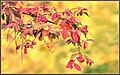 Autumn Spice (132256741).jpeg