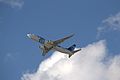 Avion Egyptair, 20 novembre 2013, Tunis 05.jpg