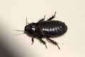 Australian Wood Cockroach 04.jpg