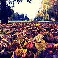Autumn Leaves (127161951).jpeg
